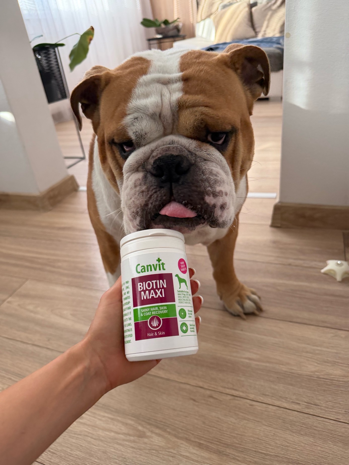 anglický buldog Lilo a canvit biotin